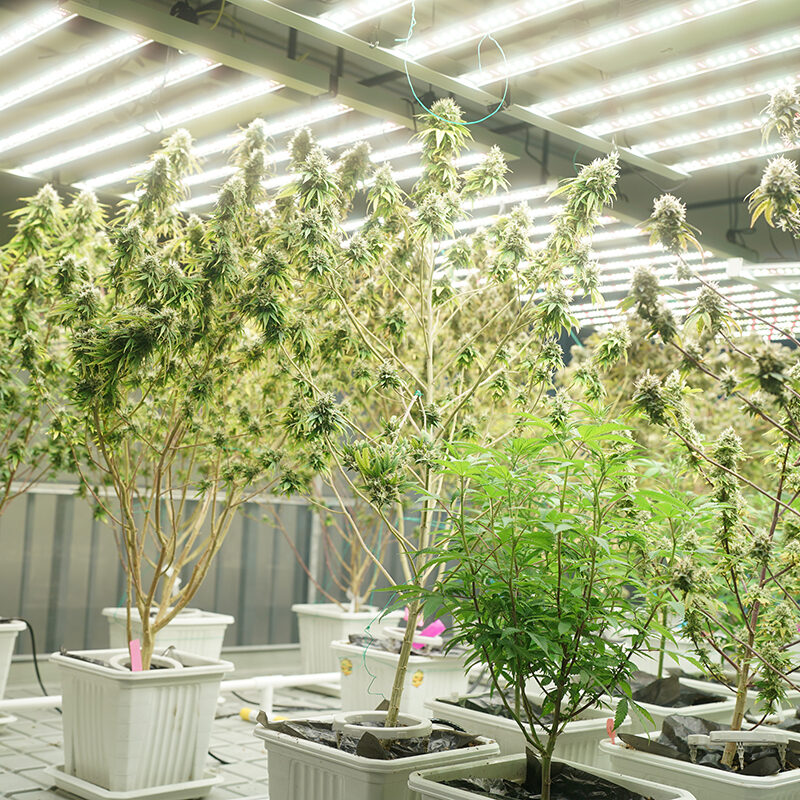 Commercial hemp farming in a greenhouse. Industrial hemp grown to produce CBD oil