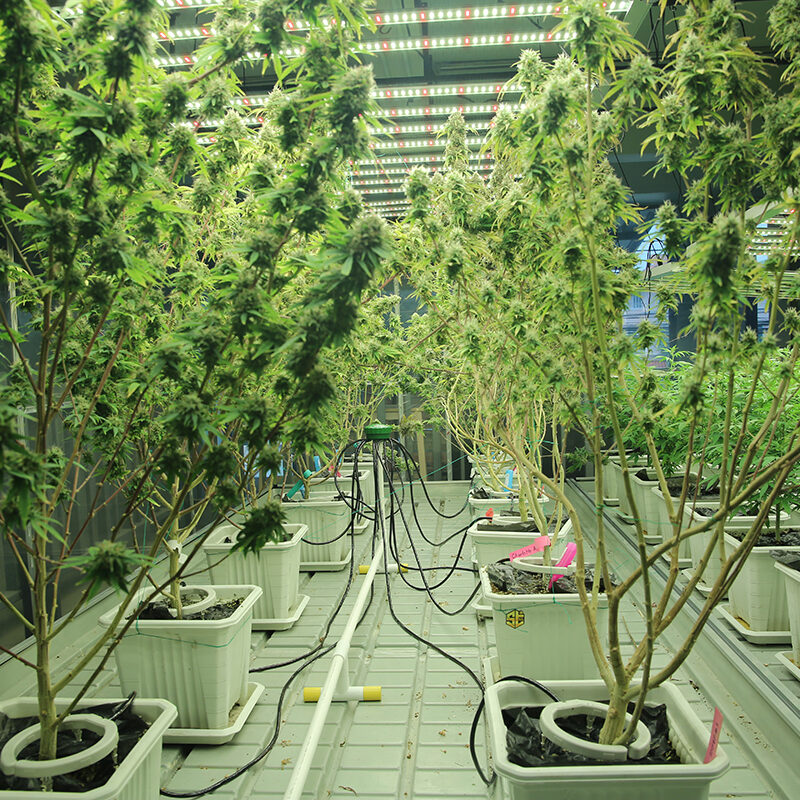 Commercial hemp farming in a greenhouse. Industrial hemp grown to produce CBD oil